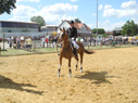 reittunier4